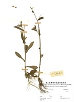 藏品(白酒草)的圖片